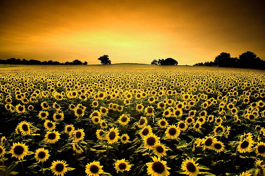 muchos girasoles, campo, amarillo, vista, cielo, flores, sol fondo de pantalla