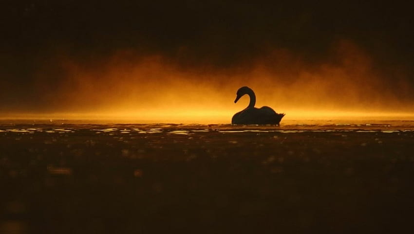 Лебед на езерото Залез, животно, птици, езеро, залез HD тапет