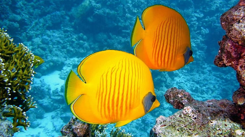 아름다운 물고기 .. 아름다운 열대어, 아름다운 열대 수중 HD 월페이퍼