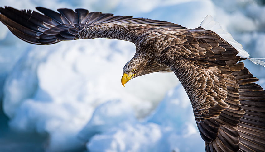 Eagle, predator bird, flight HD wallpaper