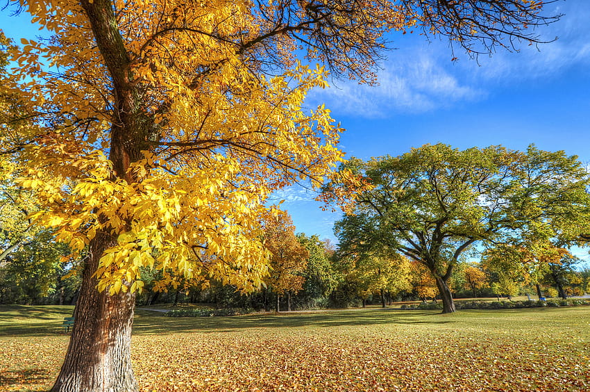 Natura, alberi, autunno, parco, fogliame Sfondo HD