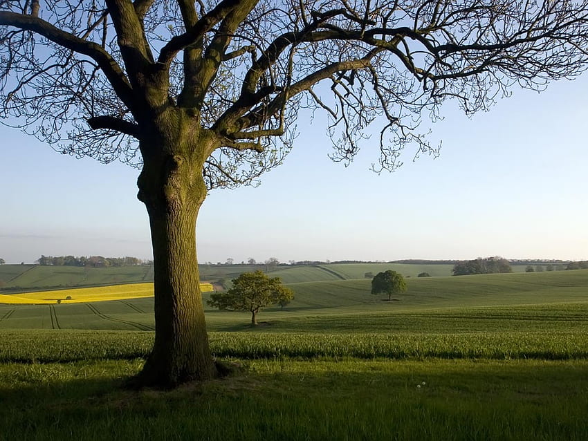 Pastural Countryside, summer, fields, beautiful, grass, tree HD wallpaper