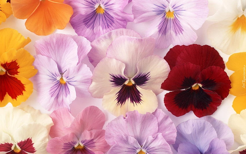 Stiefmütterchen, Blütenblätter, Blumen, Natur, Farben HD-Hintergrundbild