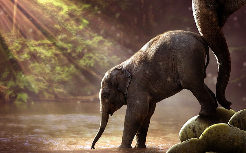 Elefantenbaby, Säugetiere, Elefanten, Sonnenlicht, Fluss HD-Hintergrundbild