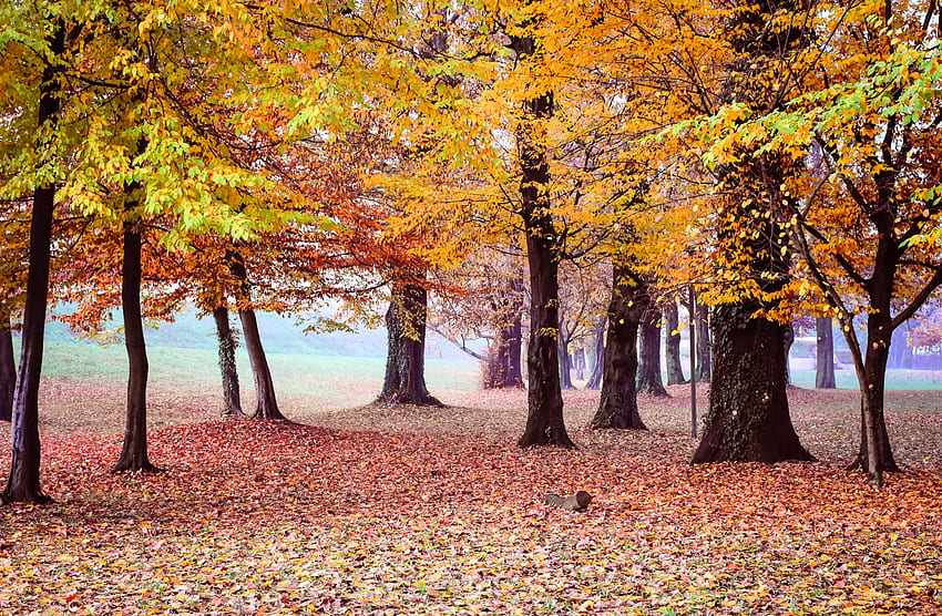 Natur, Bäume, Herbst, Park, Laub HD-Hintergrundbild