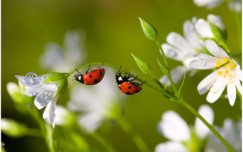 Insects, Ladybugs HD wallpaper