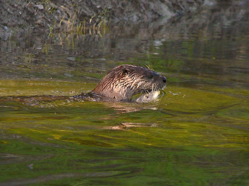 North American River Otter (Lontra canadensis) · iNaturalist, Lutrinae