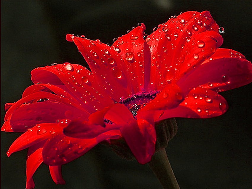 เยอบีร่าแดงเปียก เปียก สีแดง ธรรมชาติ ดอกไม้ เยอบีร่า วอลล์เปเปอร์ HD