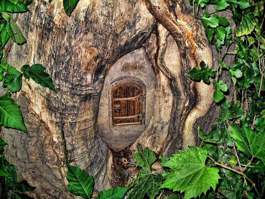 不思議な小さなドア、葉、ドア、幹、木 高画質の壁紙