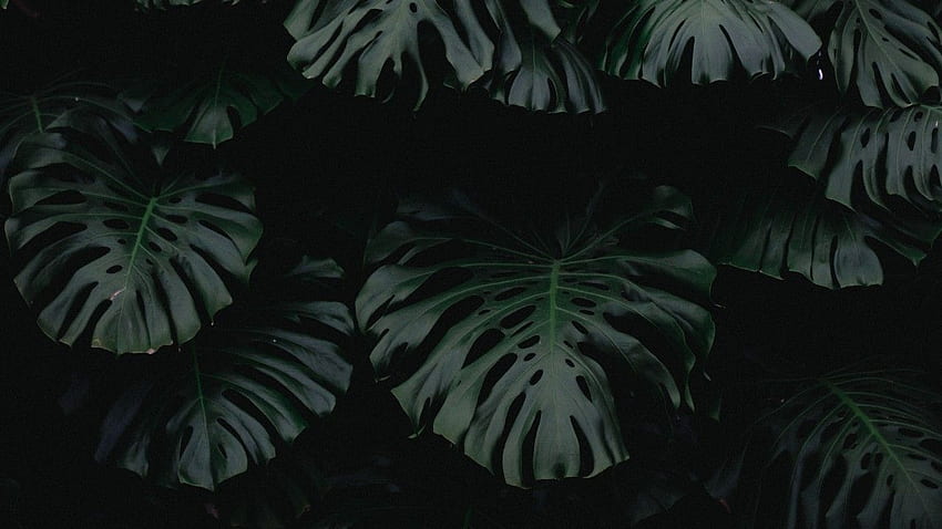 leaf, green, dark, plant . Hijau, Latar belakang, Lukisan cat air, Dark Leaves Aesthetic HD wallpaper