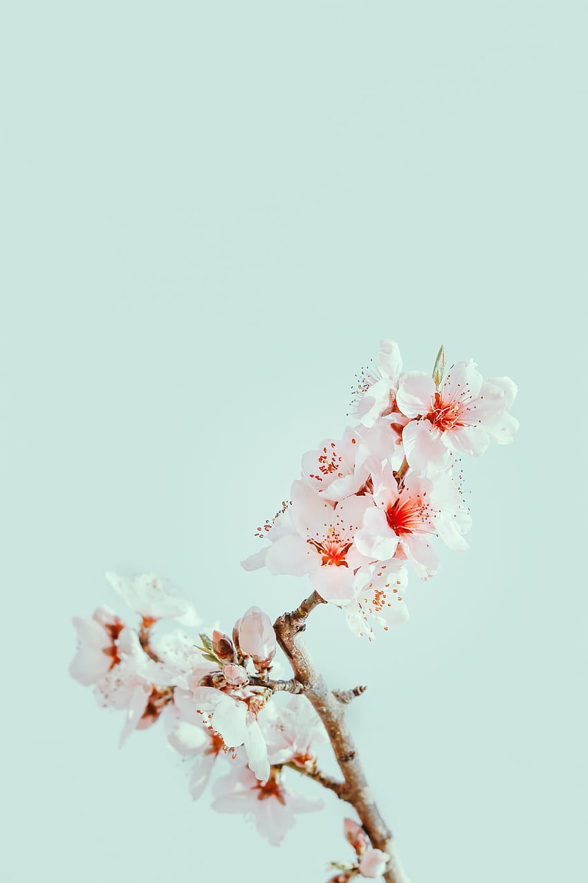 Weiße Kirschblüte, Kirschblütenzeichnung HD-Handy-Hintergrundbild