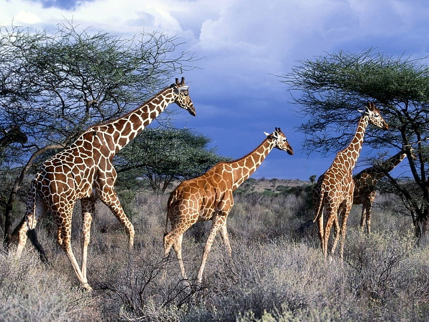 Животни, Природа, Жирафи HD тапет