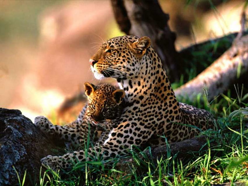 Luv you mom, mother cub, leopard, love, hunters, wild HD wallpaper