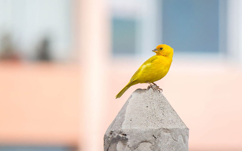 Small Yellow, Bird, Sit, , , Background, Zv 5, Canary Bird HD wallpaper