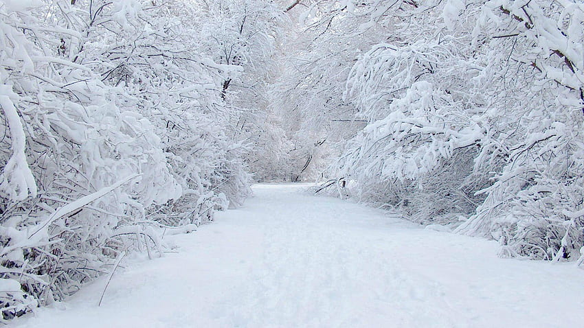 Schnee, Schneelandschaft HD-Hintergrundbild