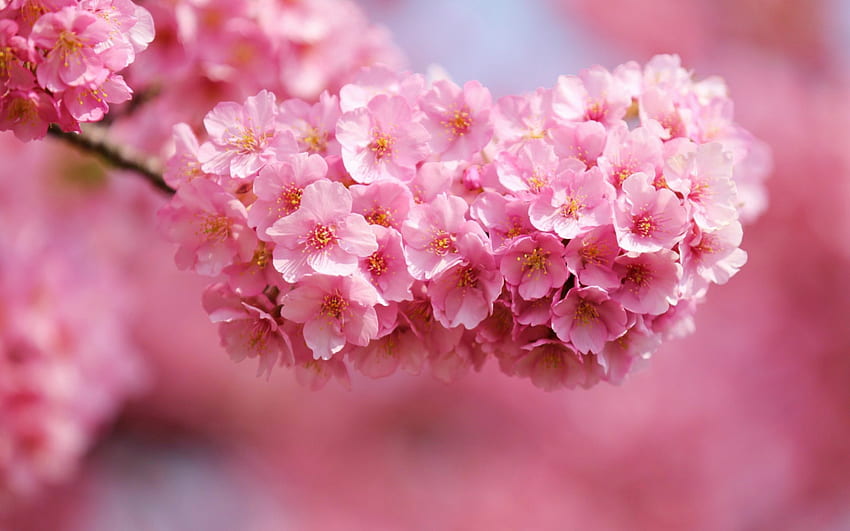 Blossoms, pink, beautiful, flowers, spring HD wallpaper
