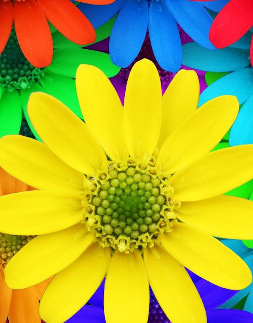 New Android : Colorful Daisy Flowers Spring Red Yellow, Colorful ...
