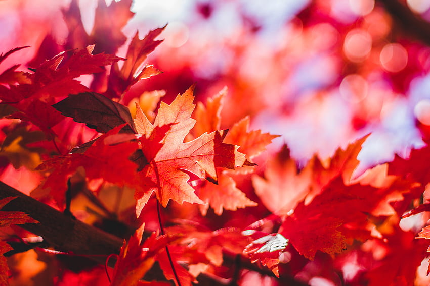 Ahornblätter, rote Blätter, Tiefenschärfe, Herbst, Natur, Kanada-Ahornblatt HD-Hintergrundbild