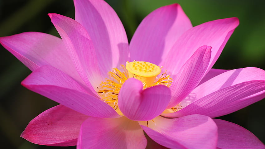 Lotus flower Ultra background HD wallpaper