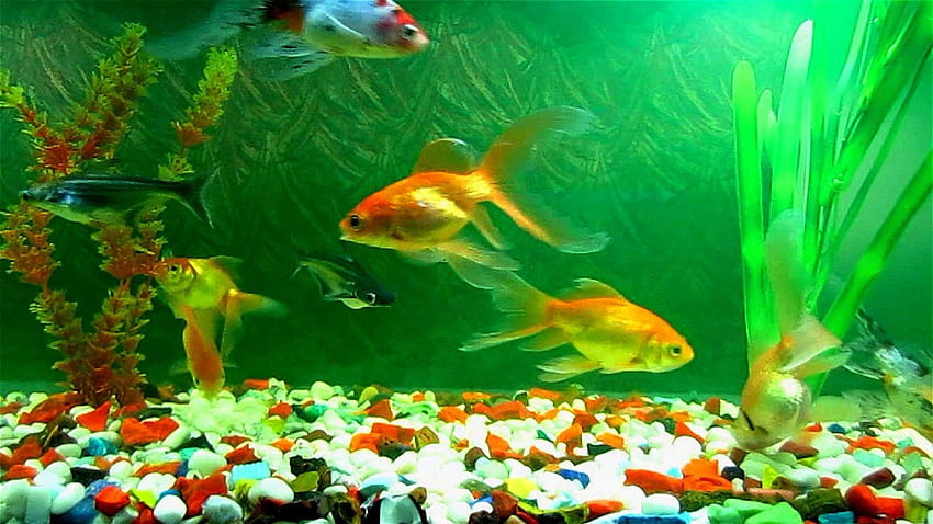 Aquarium Fish Tank 魚の壁紙 水族館の魚 金魚 Freshwater Fish Hd Wallpaper Pxfuel