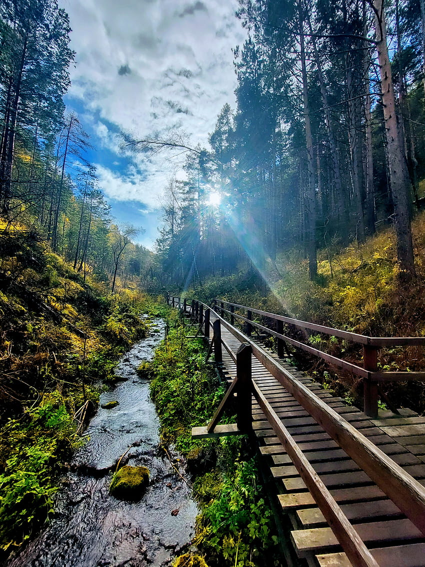 Siberia, Forest HD phone wallpaper