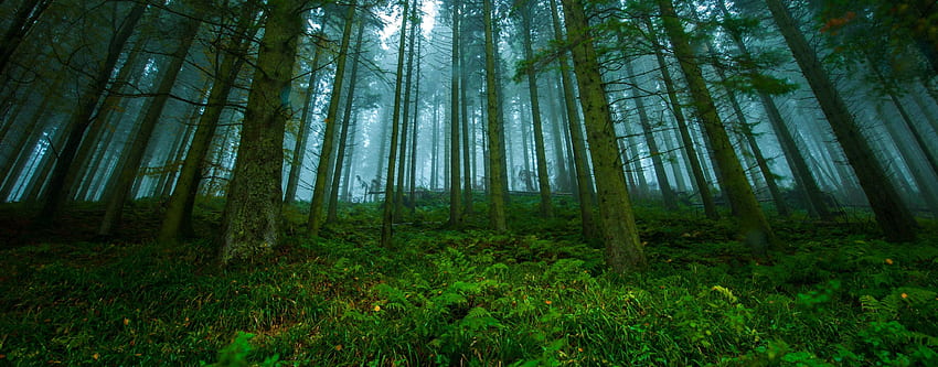 Weitwinkel-Wald in der Nähe von Drumtochty Castle Aberdeenshire Schottland HD-Hintergrundbild