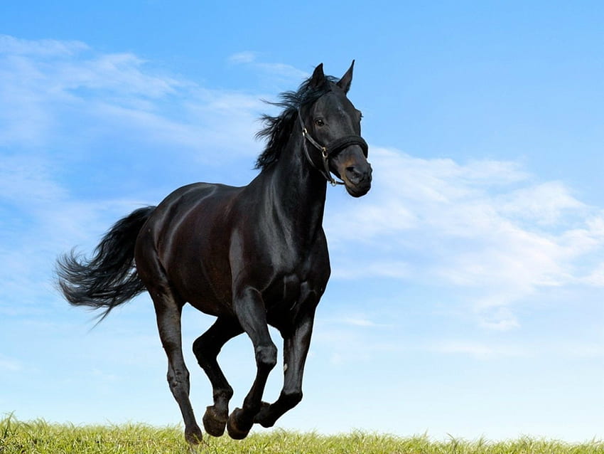 Caballos negros Caballo, Cool Horse fondo de pantalla