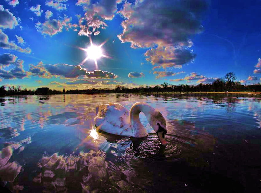 Swan's last light, blue sky, shadows, clouds, sunsetting, swan, dusk, lake, shoreline HD wallpaper