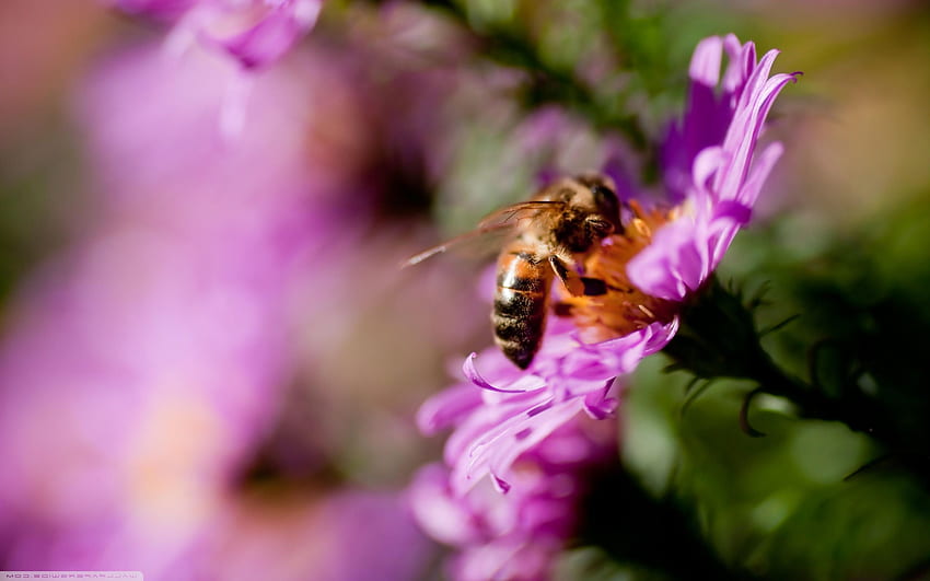 Busy Bee high quality HD wallpaper