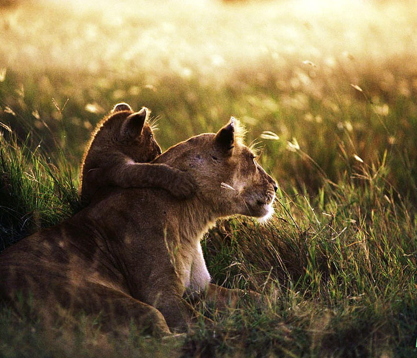 Safe perch, back, rest, cub, safe, watching, lioness HD wallpaper