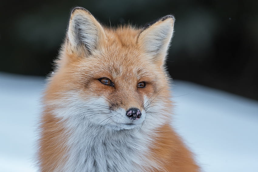 One more winter fox, winter, red fox, snow, , fox HD wallpaper