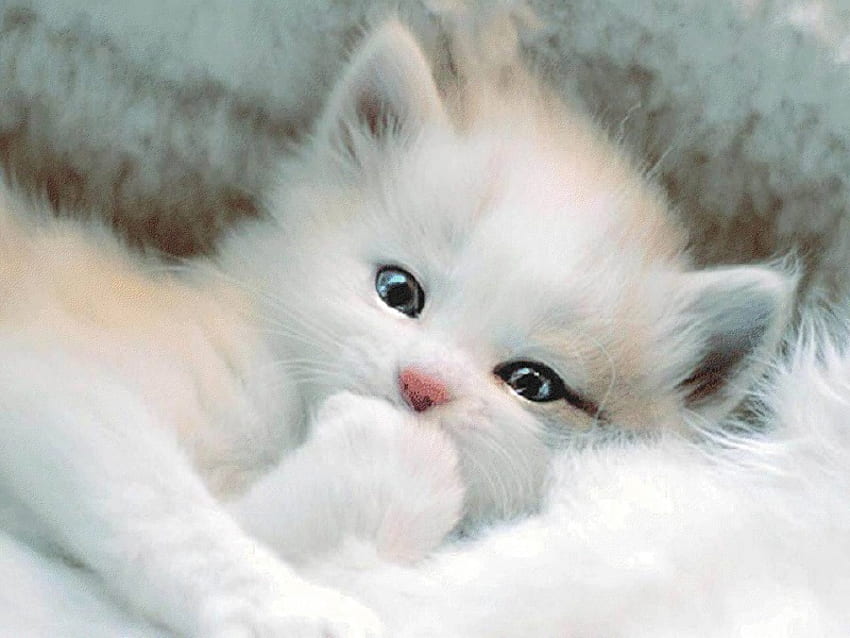 white fluffy kitten 2, cats, kitten, white, fluffy HD wallpaper
