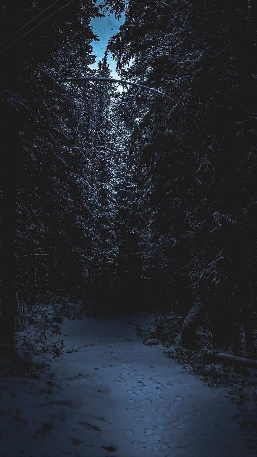 Ciemny Las w 2020 roku. Śnieżny las, Leśny iPhone, Zimowy las, Wilczy Las Nocny Tapeta na telefon HD