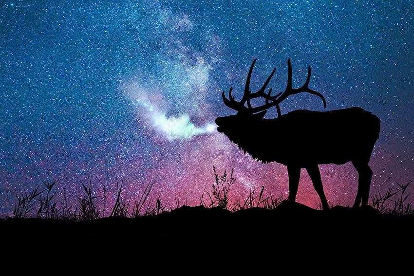 Stars, Dark, Silhouette, Galaxy, Deer HD wallpaper