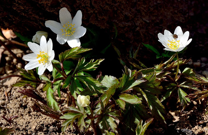 Flowers, Small, Priming, Ground, Anemone HD wallpaper