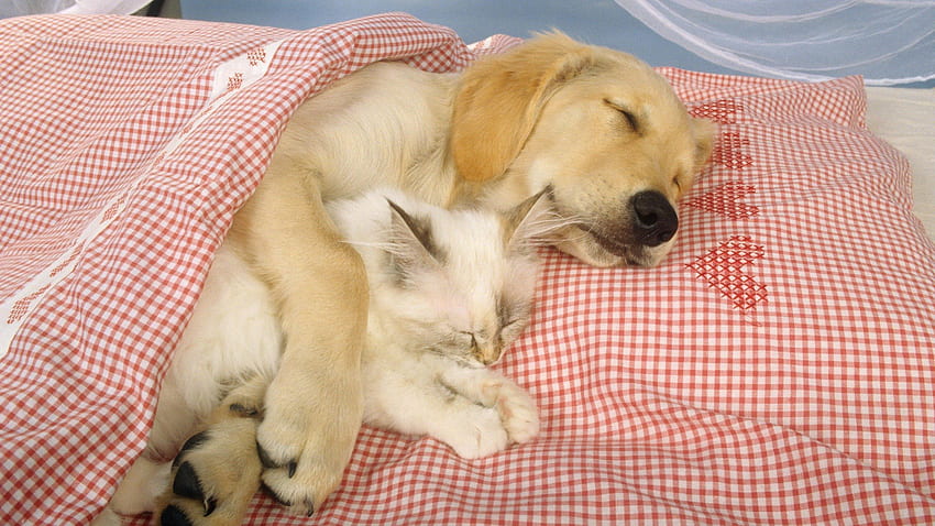 en iyi arkadaşla uyuyan laboratuvar, köpek, kedi, uyku, battaniye HD duvar kağıdı