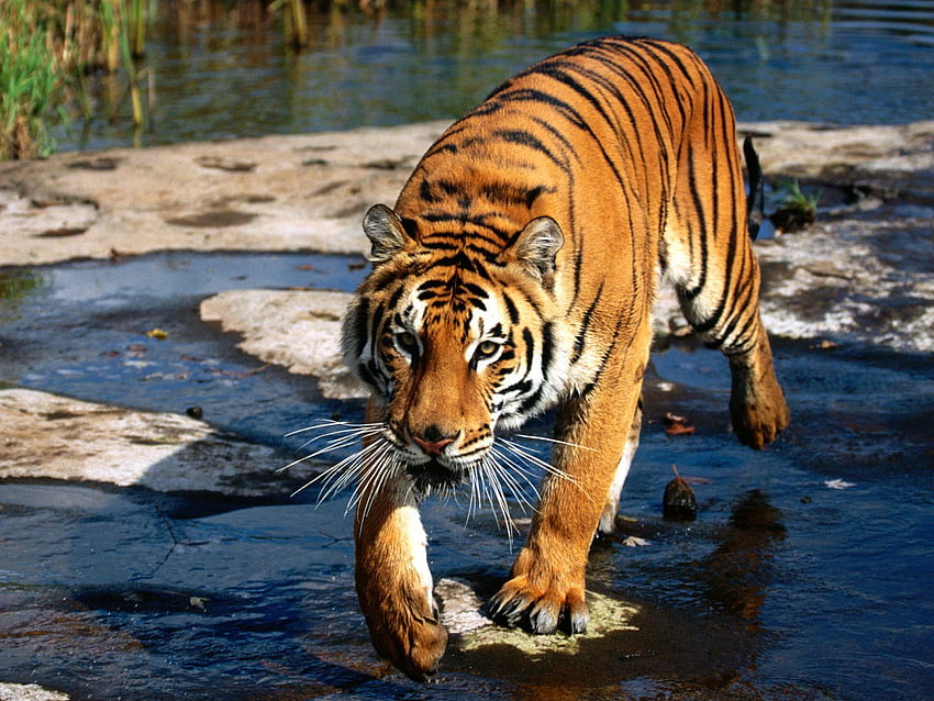 Prowler, Bengal Tiger HD wallpaper