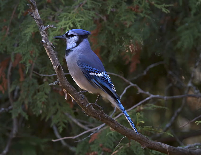 Regal Blue Jay, bird, jay, forest, blue jay HD wallpaper