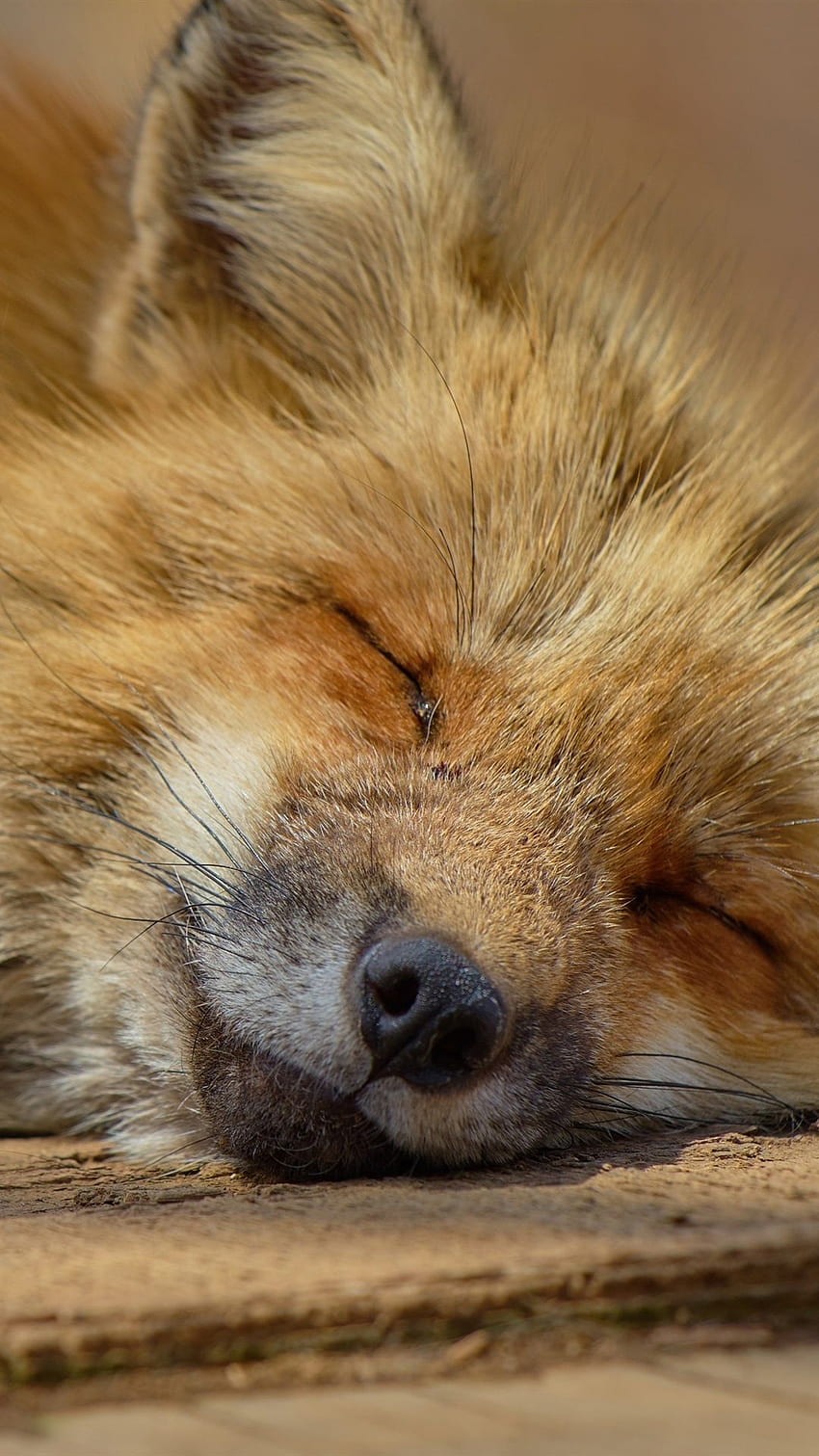 Fox Fall In Sleep IPhone 8 7 6 6S Plus , Background HD phone wallpaper ...