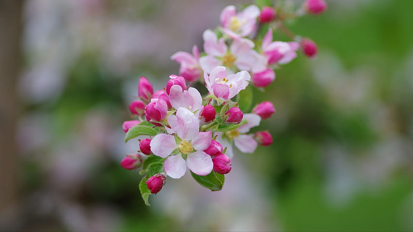 ดอกแอปเปิ้ลสีชมพูอ่อน ใบสีเขียว กิ่งไม้ ดอกไม้พื้นหลังเบลอ วอลล์เปเปอร์ HD