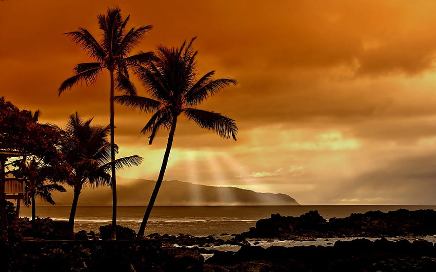 Matahari Terbenam Di Tropis, tropis, pantai, alam, pohon palem, matahari terbenam, samudra Wallpaper HD