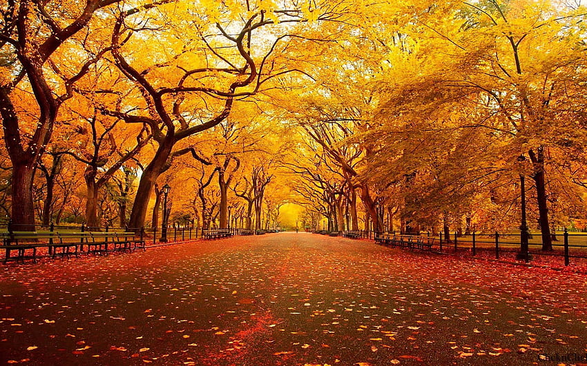 Herbst Hintergrundbilder. Herbst lar HD duvar kağıdı
