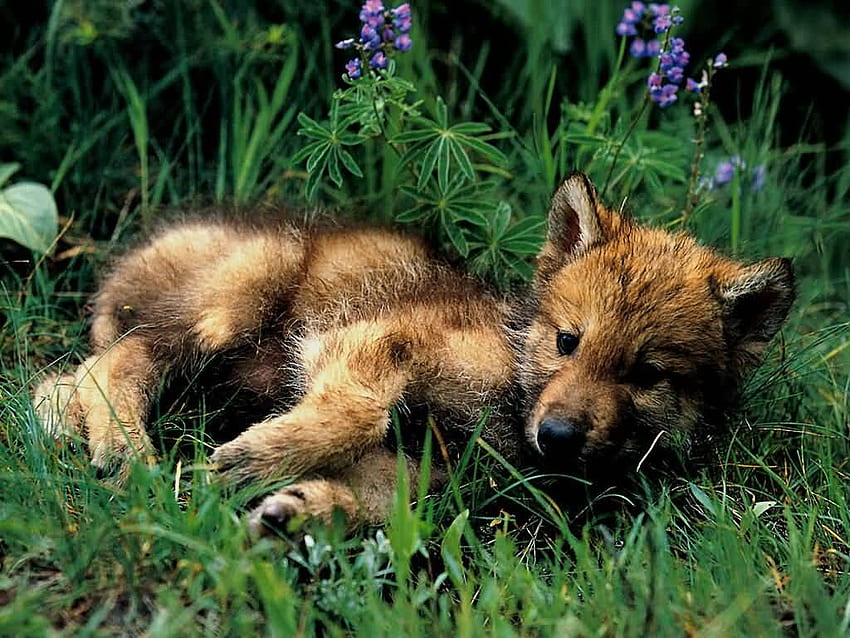 Cute Baby Wolf Base, Wolf Pup HD wallpaper