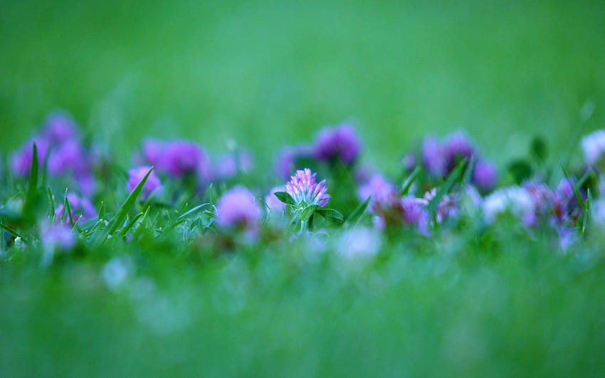 Flowers, Grass, Macro, Greased, Smeared HD wallpaper