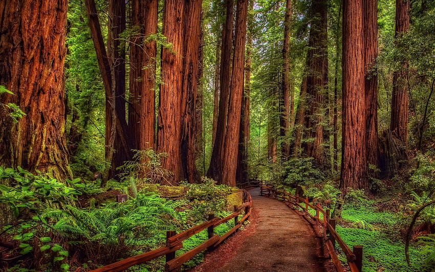 Redwood Forest, Giant Redwood Forest HD wallpaper