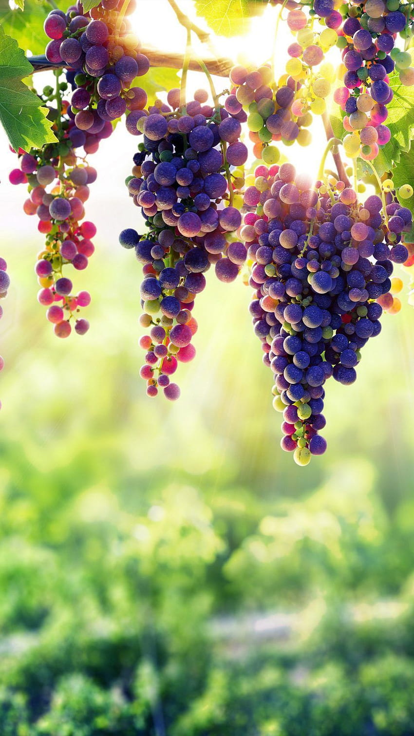 Grapes Ultra Mobile . Fruit , Grape , Grapes, Grape Vine HD phone wallpaper