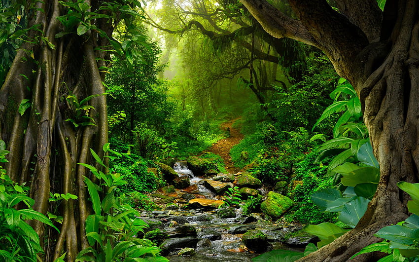 Bäume und Bach im tropischen Dschungel - Amazonas-Regenwald HD-Hintergrundbild