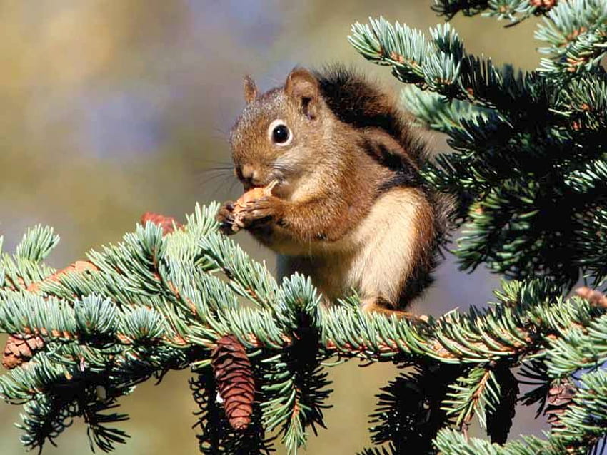 Squirrel on Tree, on tree, beautiful, , squirrel HD wallpaper