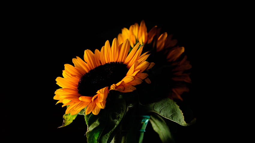 Yellow Sunflowers Petals Green Leaves Vase In Black Background Flowers HD wallpaper