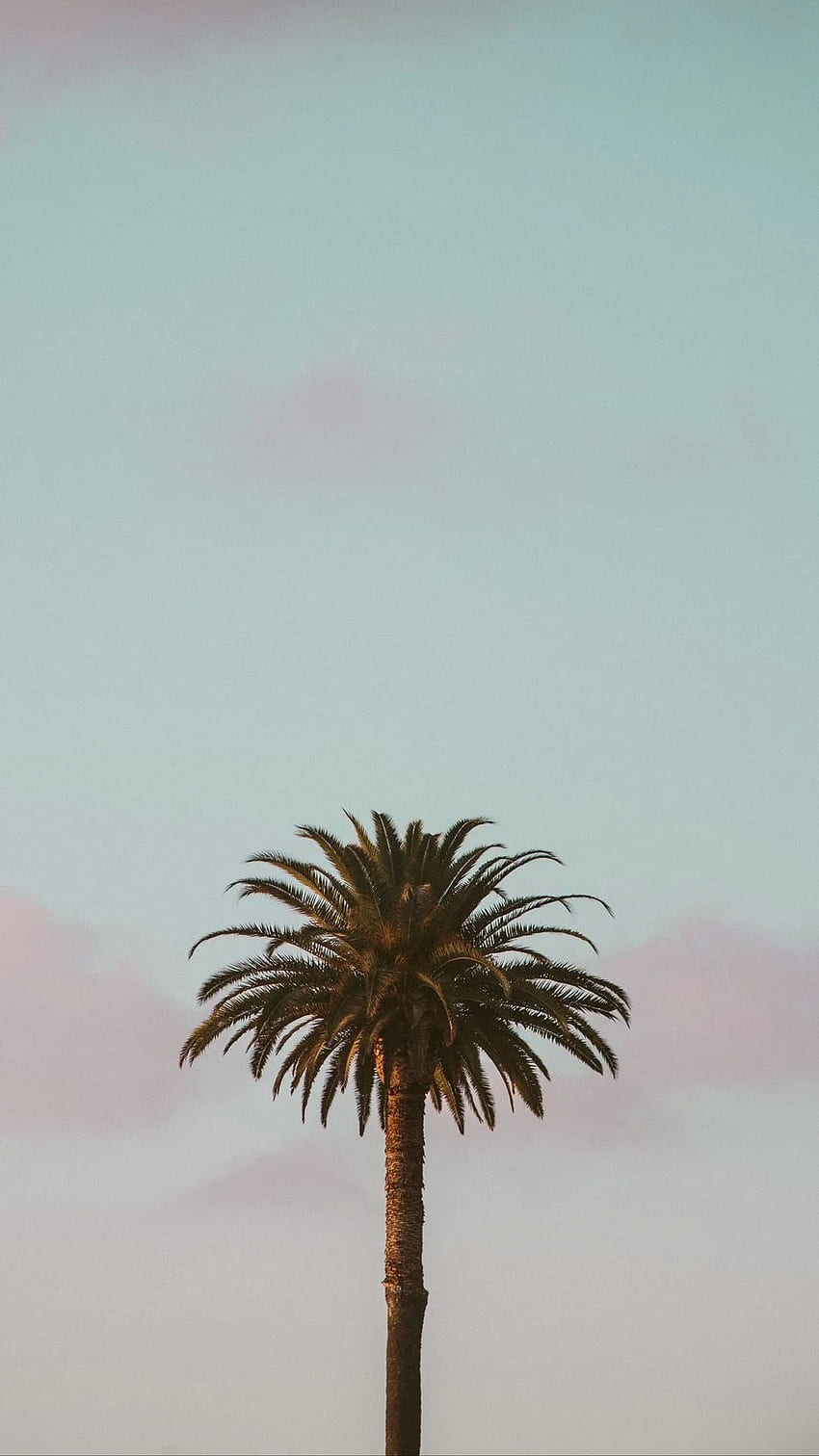 Palm Tree, Tropics, Minimalism, Sky - Minimal Palm Trees - & Background, Minimal Leaf HD phone wallpaper
